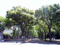 �n�E�X�N���[�j���O�@�����@���